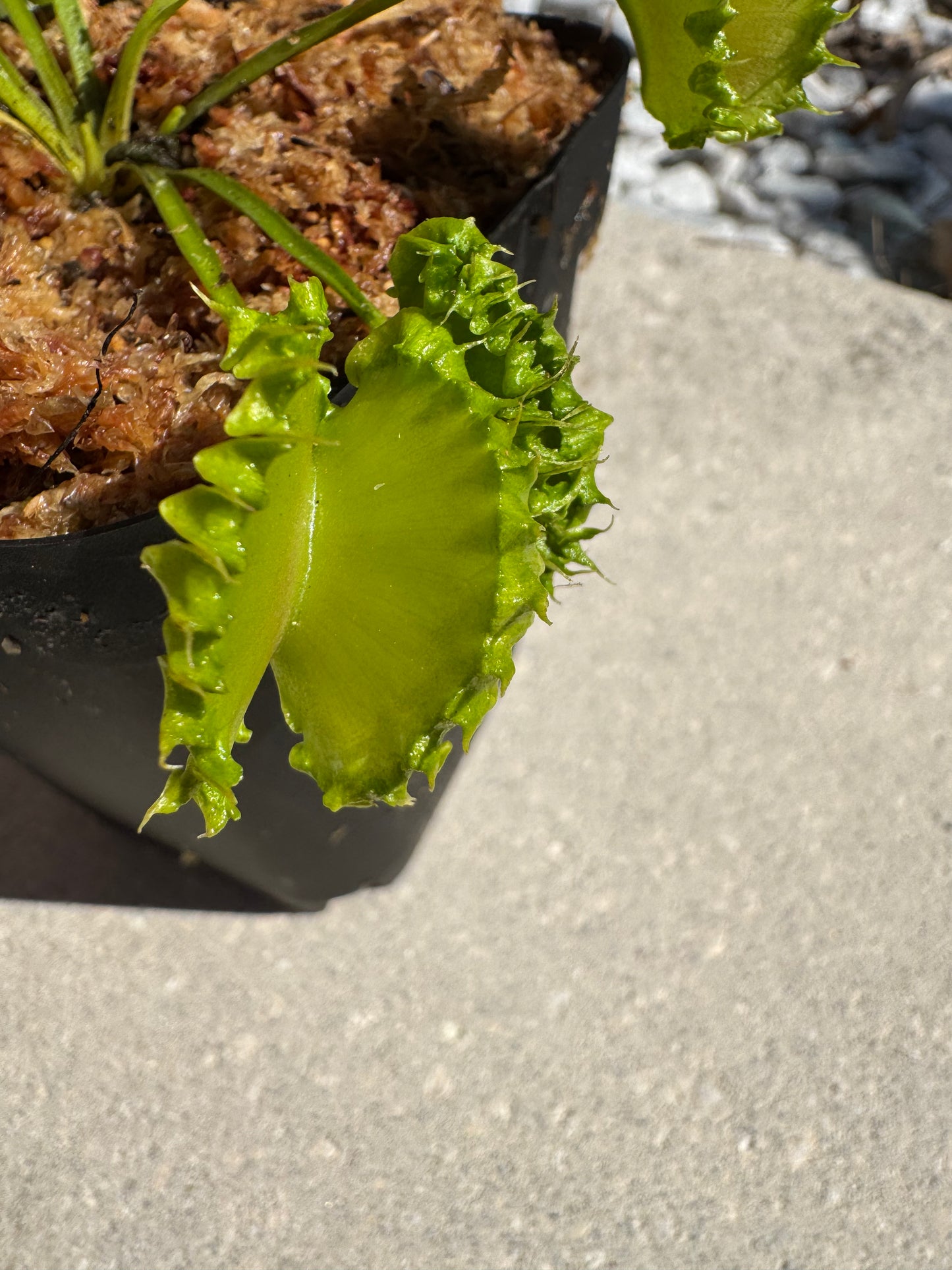 Venus Flytrap (Dionaea Muscipula) 'Chinese Dumpling' in a 3.5" pot