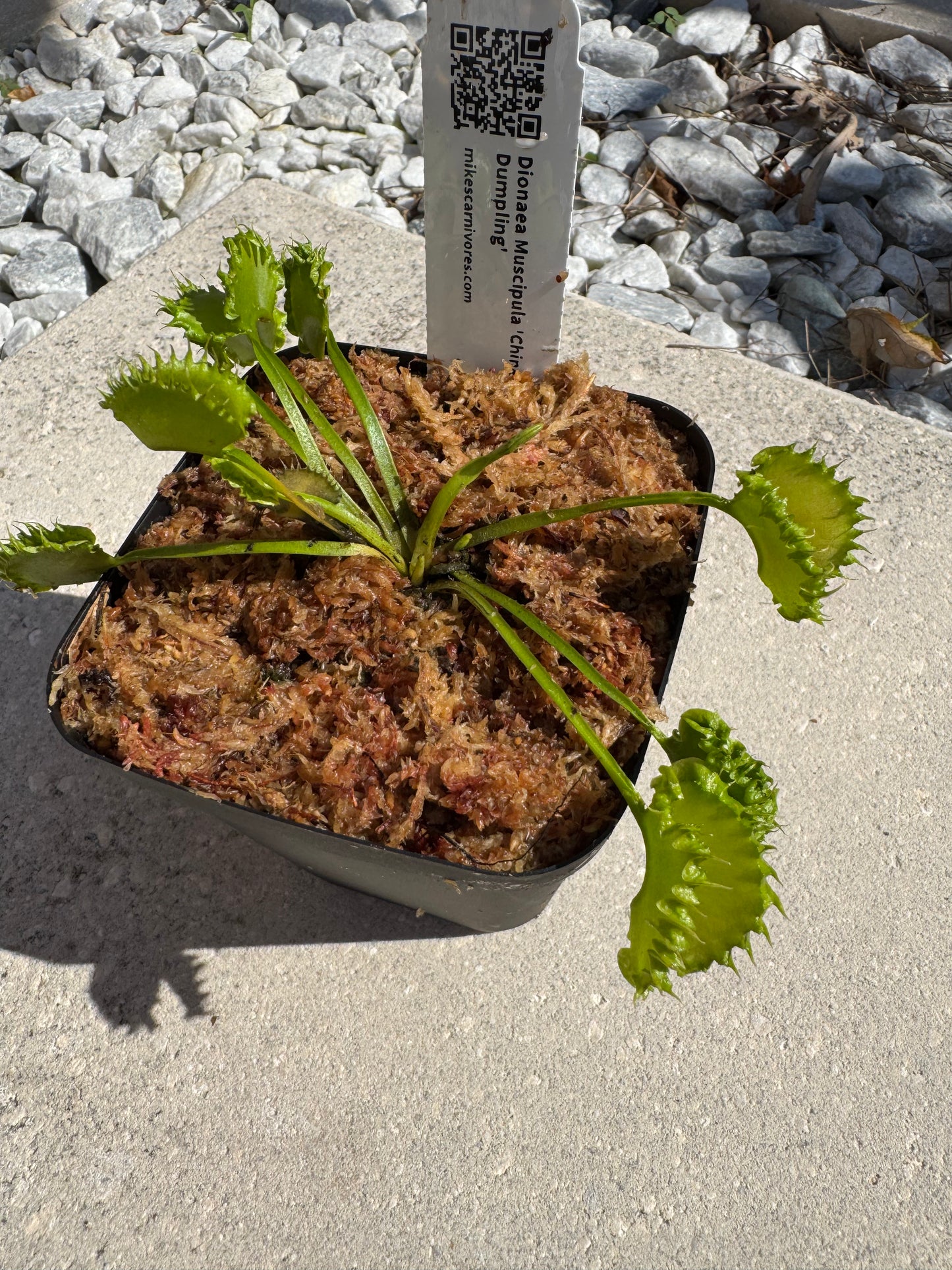Venus Flytrap (Dionaea Muscipula) 'Chinese Dumpling' in a 3.5" pot