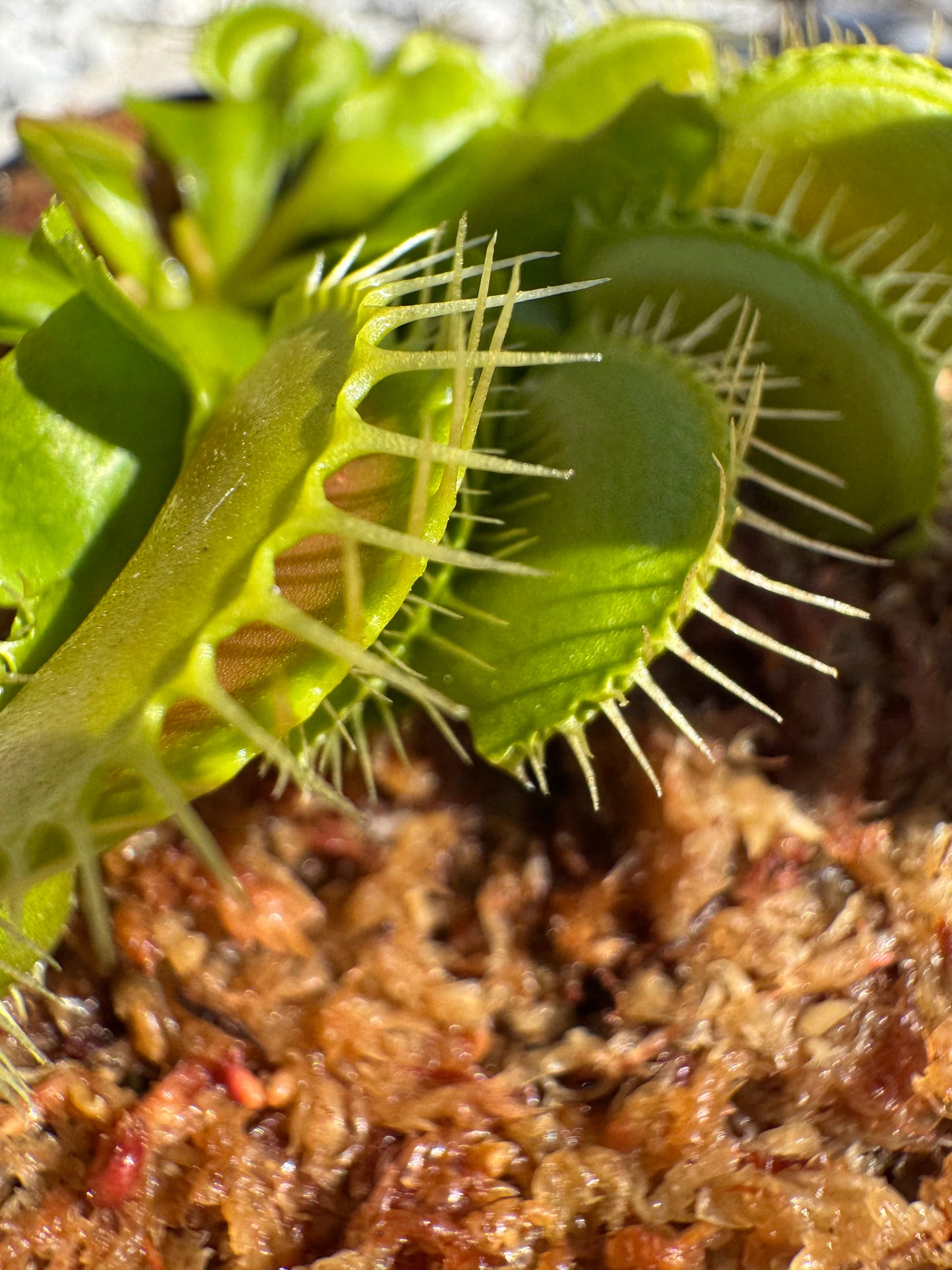 Venus Flytrap (Dionaea Muscipula) 'Big Mouth' in a 3.5" pot