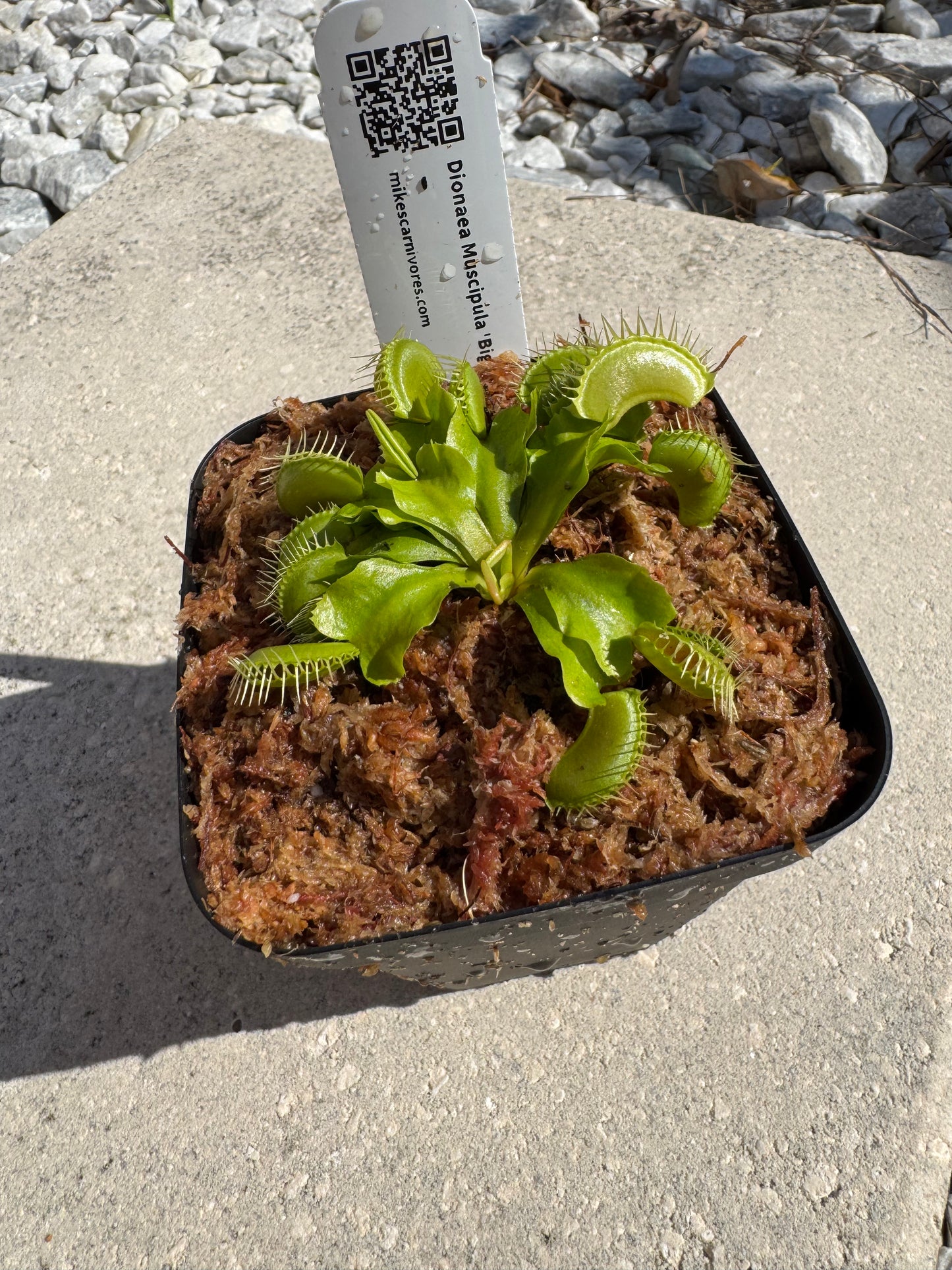 Venus Flytrap (Dionaea Muscipula) 'Big Mouth' in a 3.5" pot