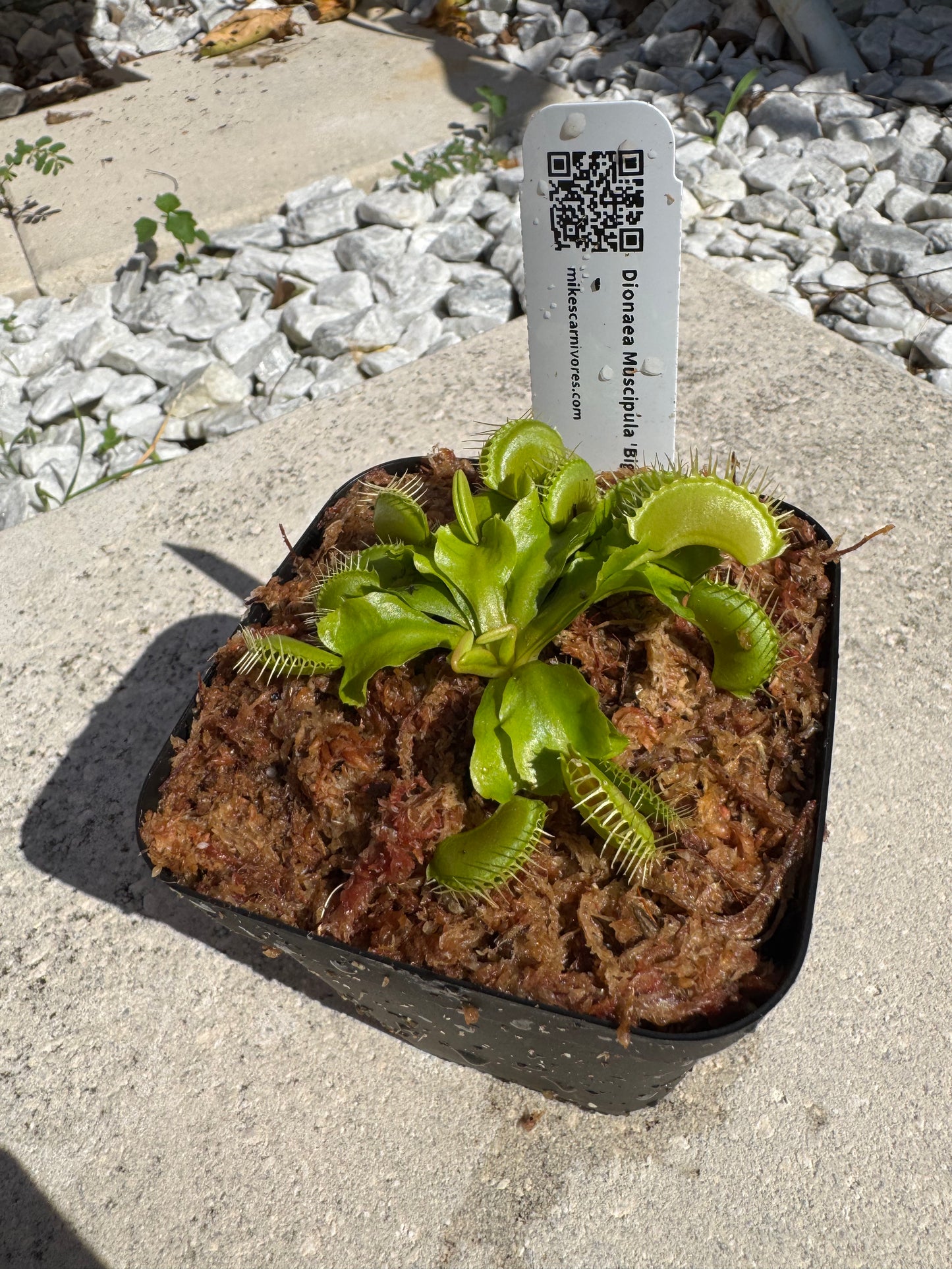 Venus Flytrap (Dionaea Muscipula) 'Big Mouth' in a 3.5" pot