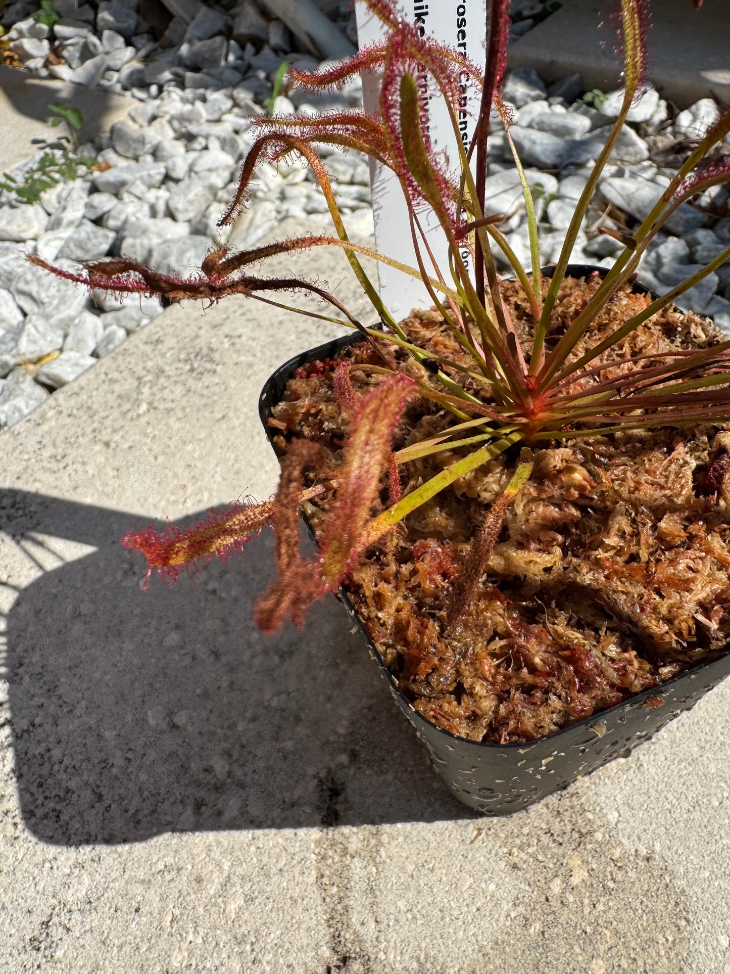 Cape Sundew - 'Dark Maroon' (Drosera Capensis) in a 3.5" pot