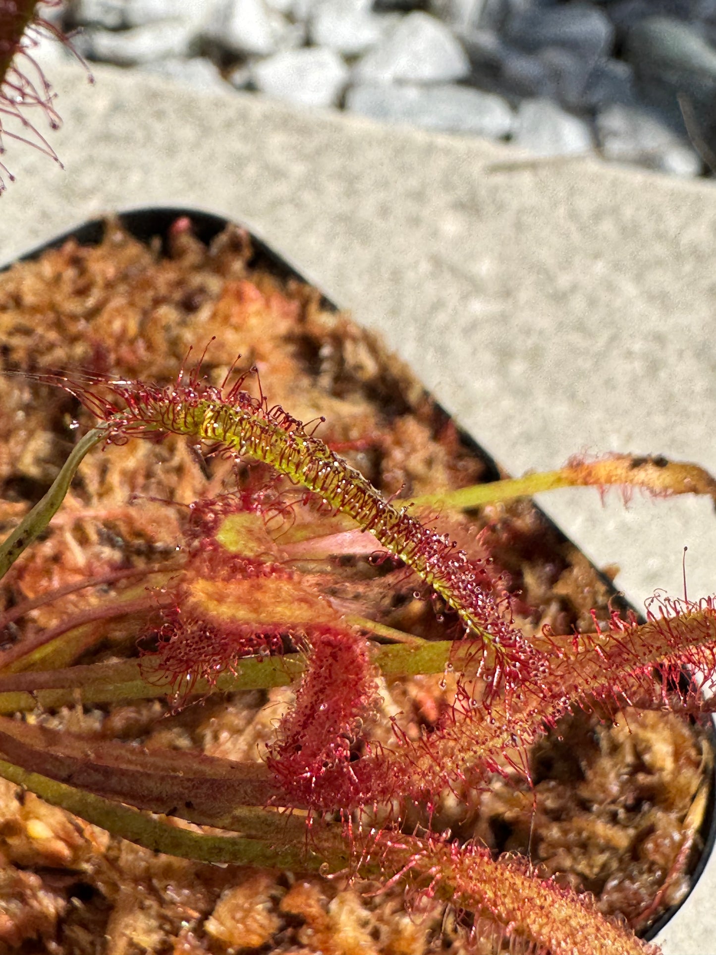 Cape Sundew - 'Dark Maroon' (Drosera Capensis) in a 3.5" pot