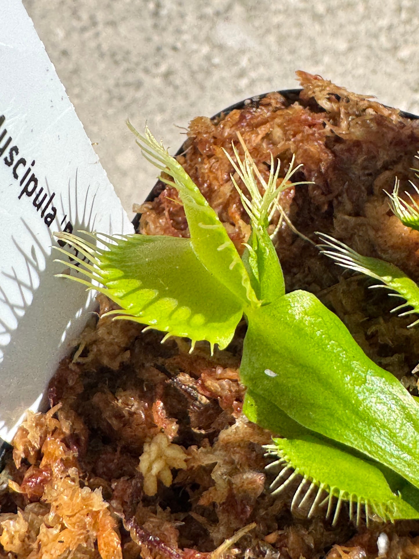 Venus Flytrap (Dionaea Muscipula) 'B-52' in a 3.5" pot