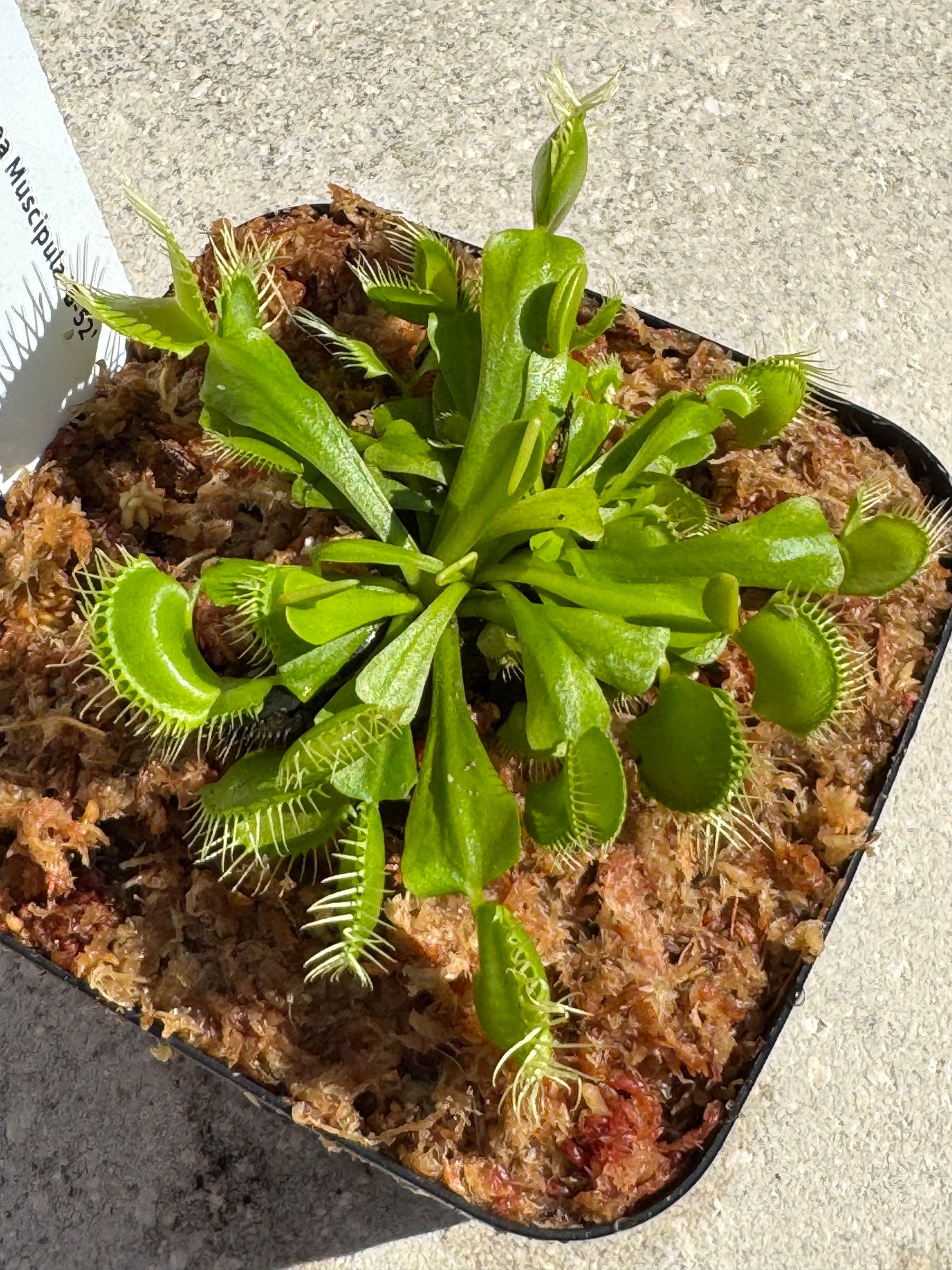 Venus Flytrap (Dionaea Muscipula) 'B-52' in a 3.5" pot