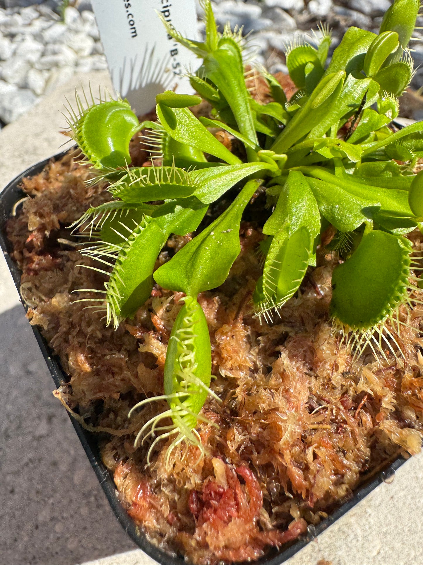 Venus Flytrap (Dionaea Muscipula) 'B-52' in a 3.5" pot