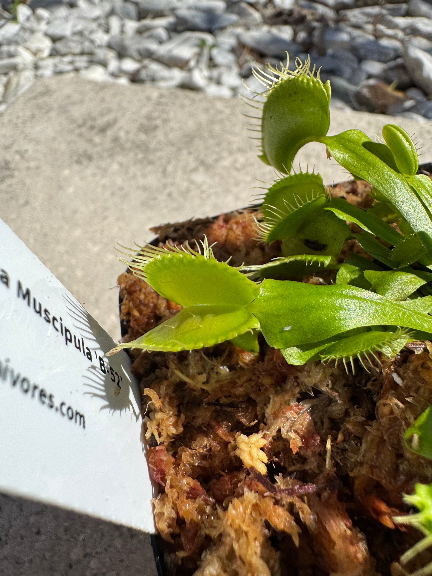 Venus Flytrap (Dionaea Muscipula) 'B-52' in a 3.5" pot