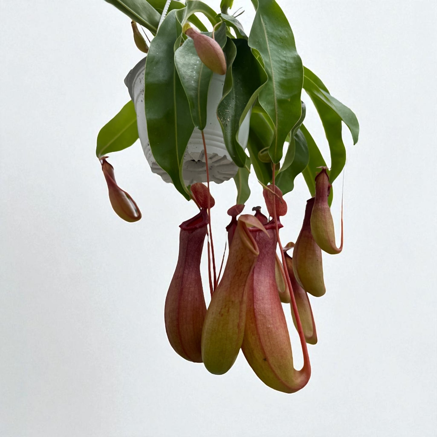Nepenthes Ventrata (XL) in a 6" Hanging Basket
