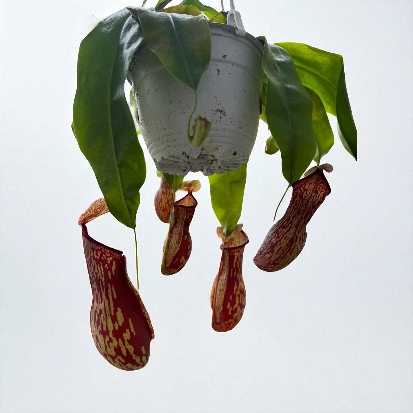Nepenthes St. Gaya (XL) in a 6" Hanging Basket