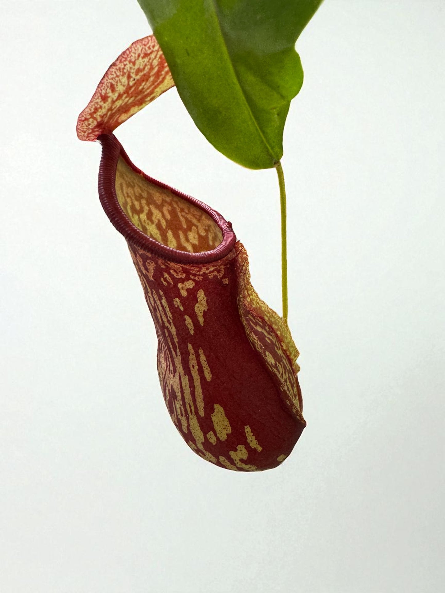 Nepenthes St. Gaya (XL) in a 6" Hanging Basket