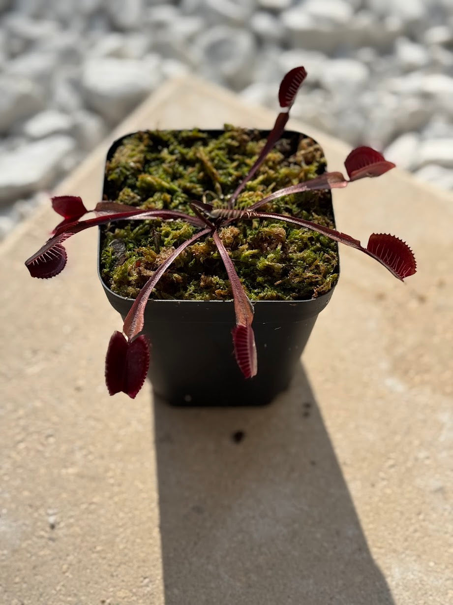Venus Flytrap (Dionaea Muscipula) Akai Ryu in a 3.5" pot