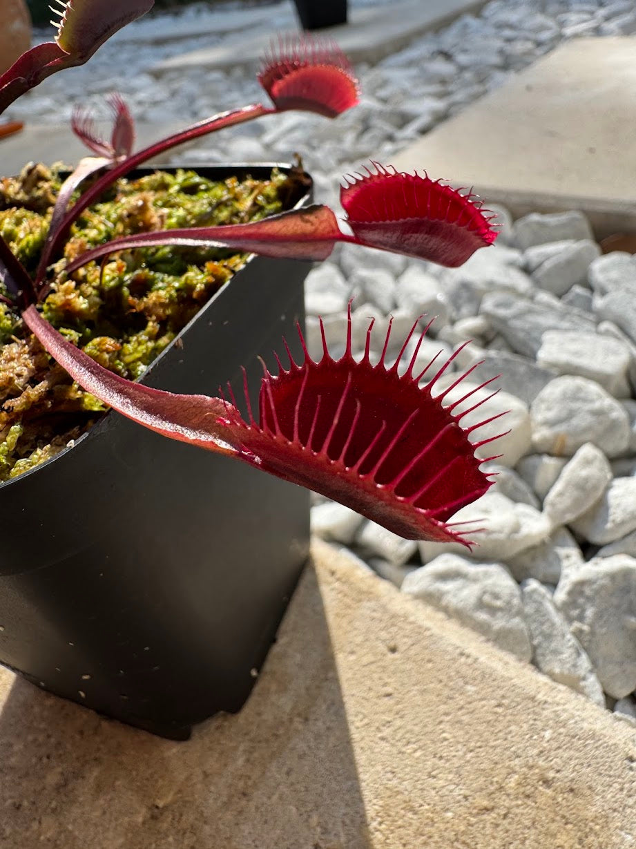 plant pot for venus fly trap Venus Flytrap (Dionaea Muscipula) Akai Ryu in a 3.5" pot