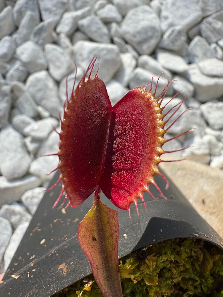 Venus Flytrap (Dionaea Muscipula) Akai Ryu in a 3.5" pot