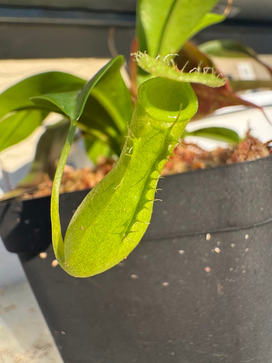 Nepenthes Ventrata