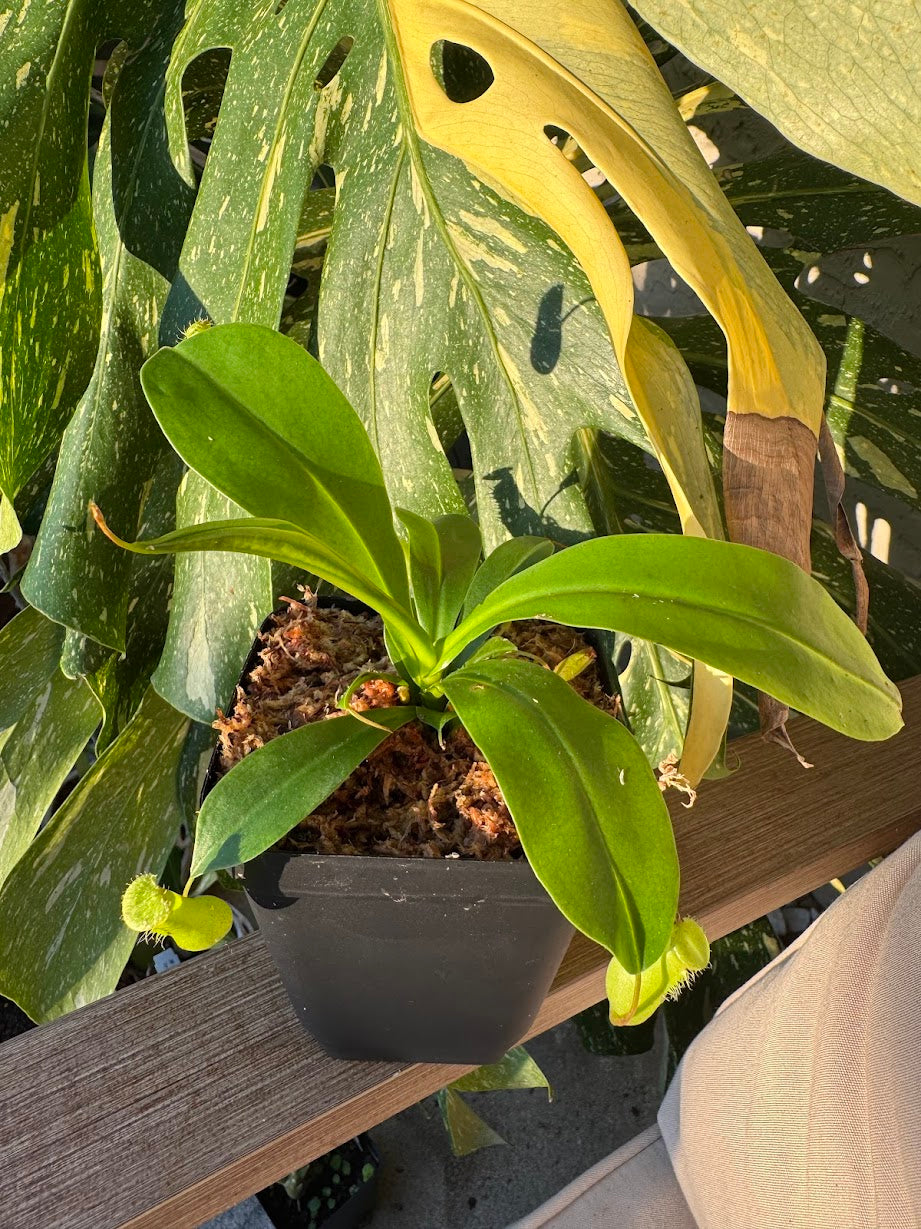 Nepenthes Ventrata