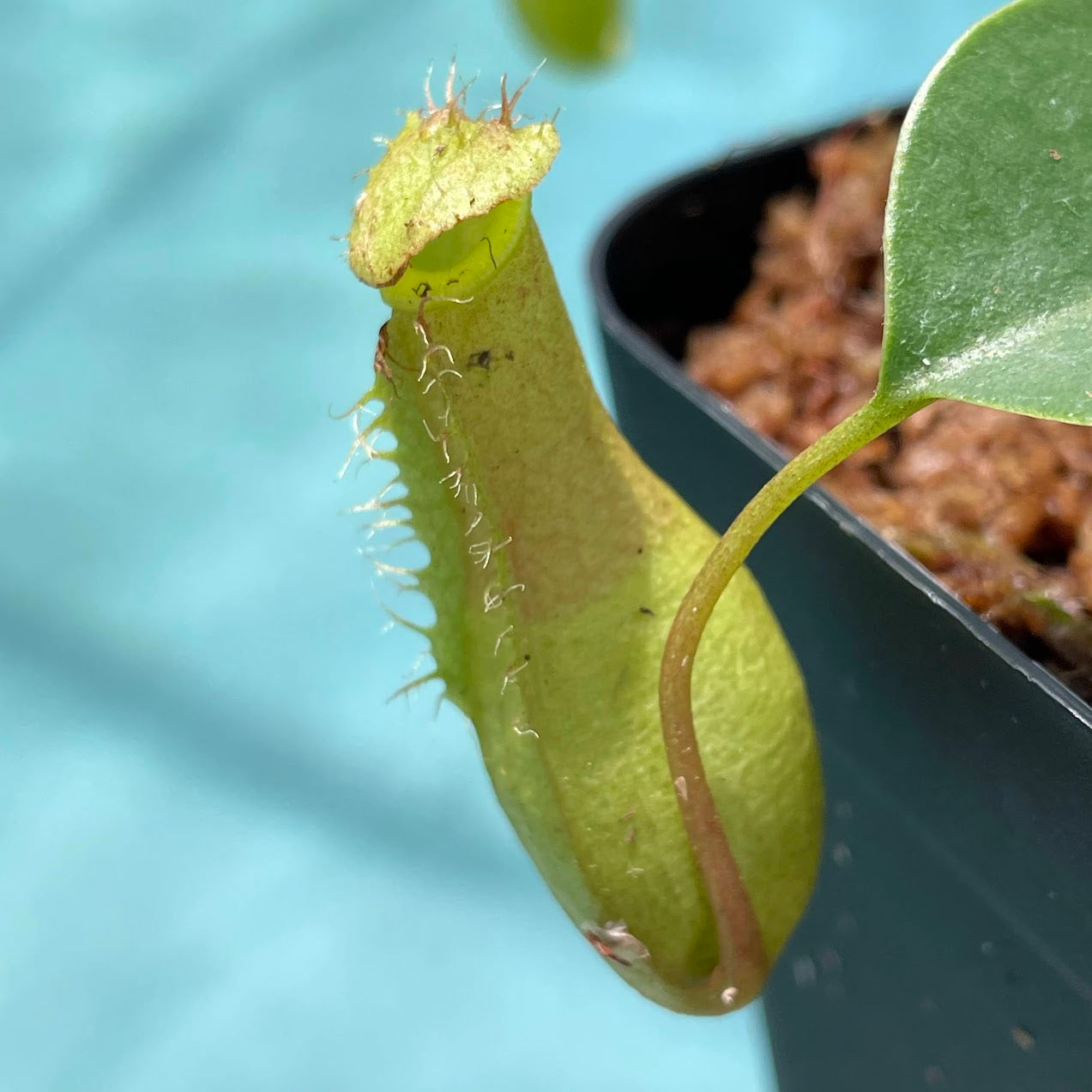 Nepenthes Ventrata