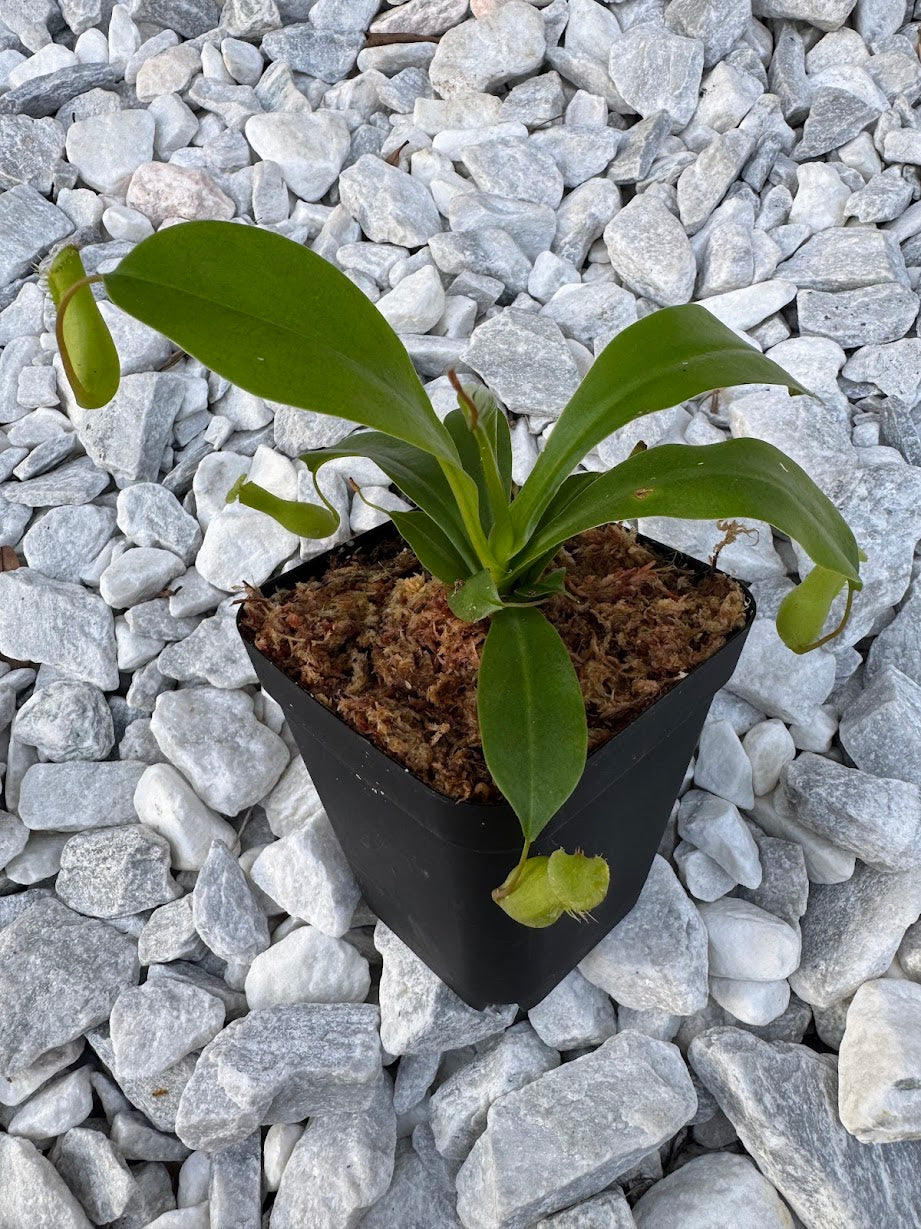 Nepenthes Ventrata