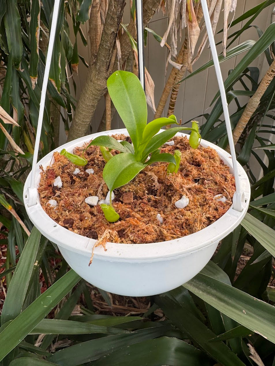 Nepenthes Ventrata