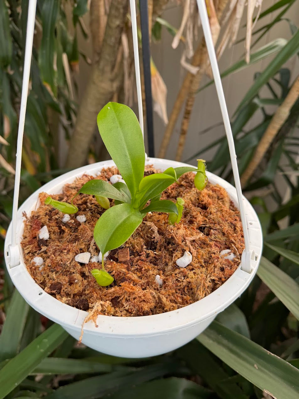 Nepenthes Ventrata