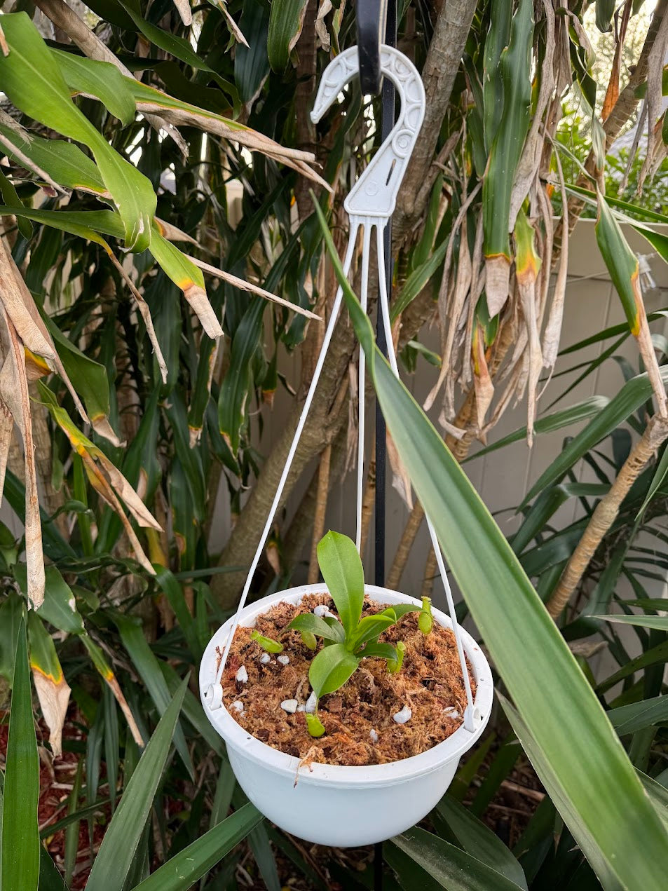 Nepenthes Ventrata