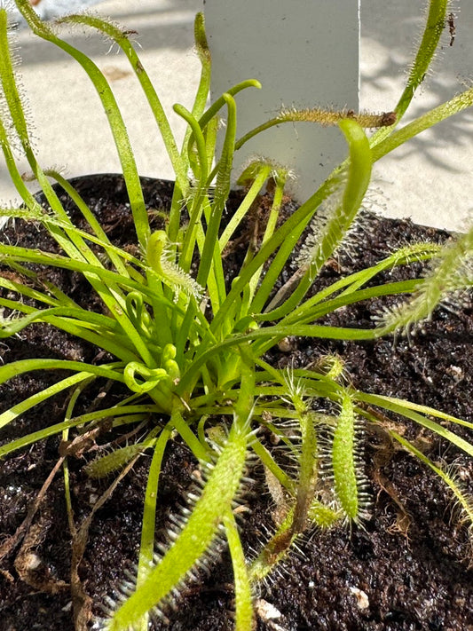 Cape Sundew - "Alba" (Drosera Capensis) in a 3.5" pot