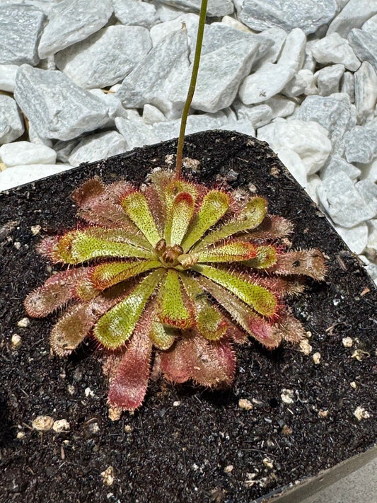 Alice Sundew (Drosera Aliciae) in a 3.5" pot