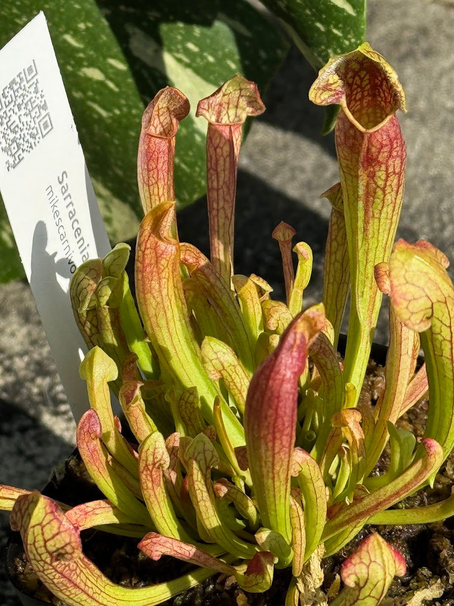 Sarracenia 'Barba Green' in a 3.5" pot