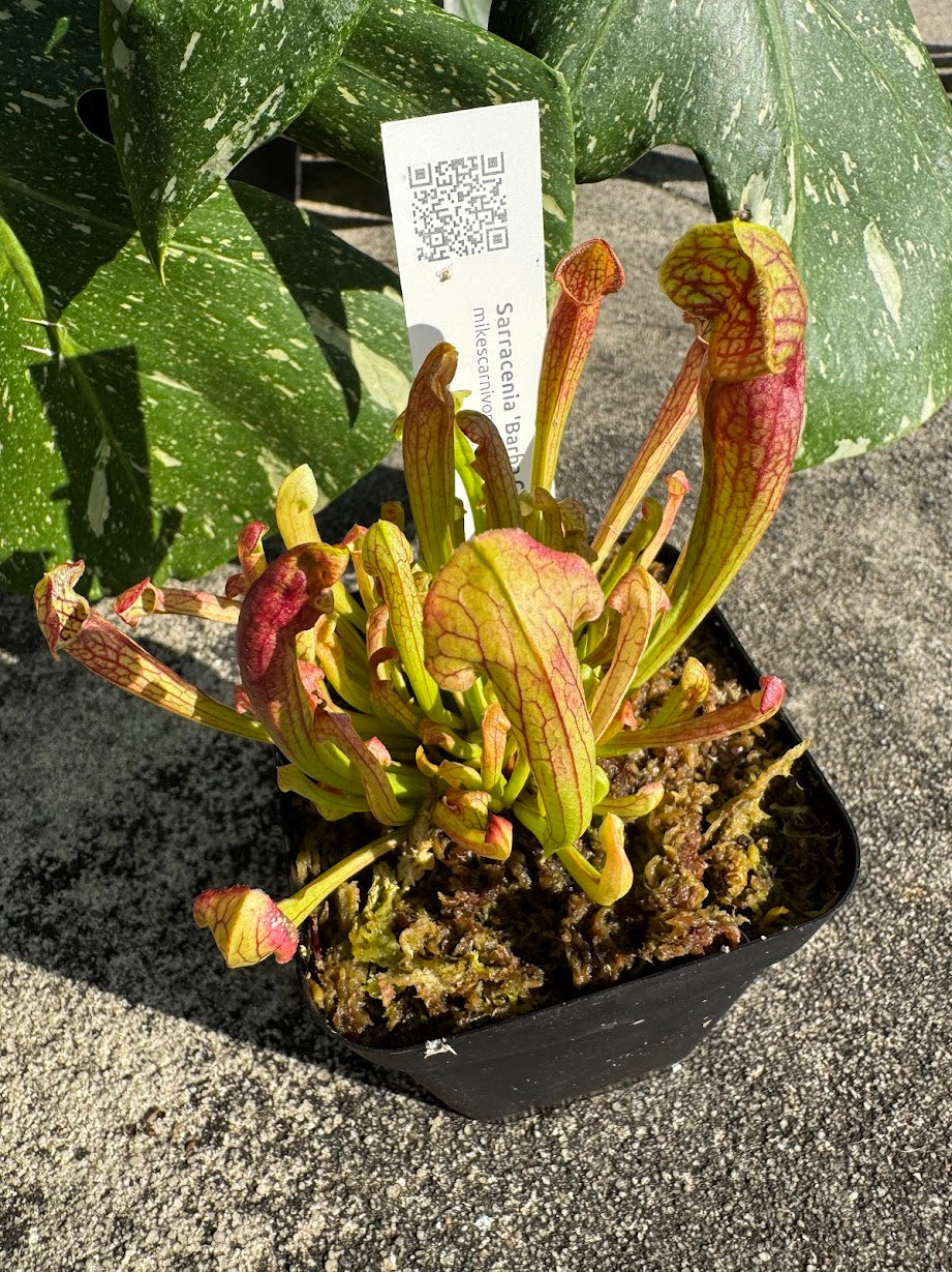 Sarracenia 'Barba Green' in a 3.5" pot