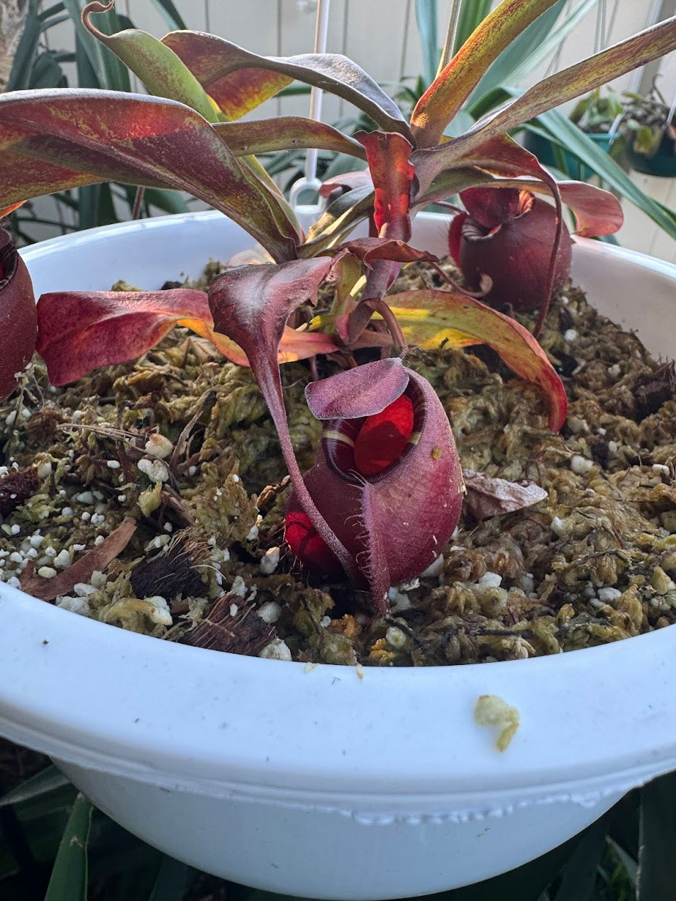 Nepenthes mirabilis var. globosa x Ampullaria 'Black Miracle'
