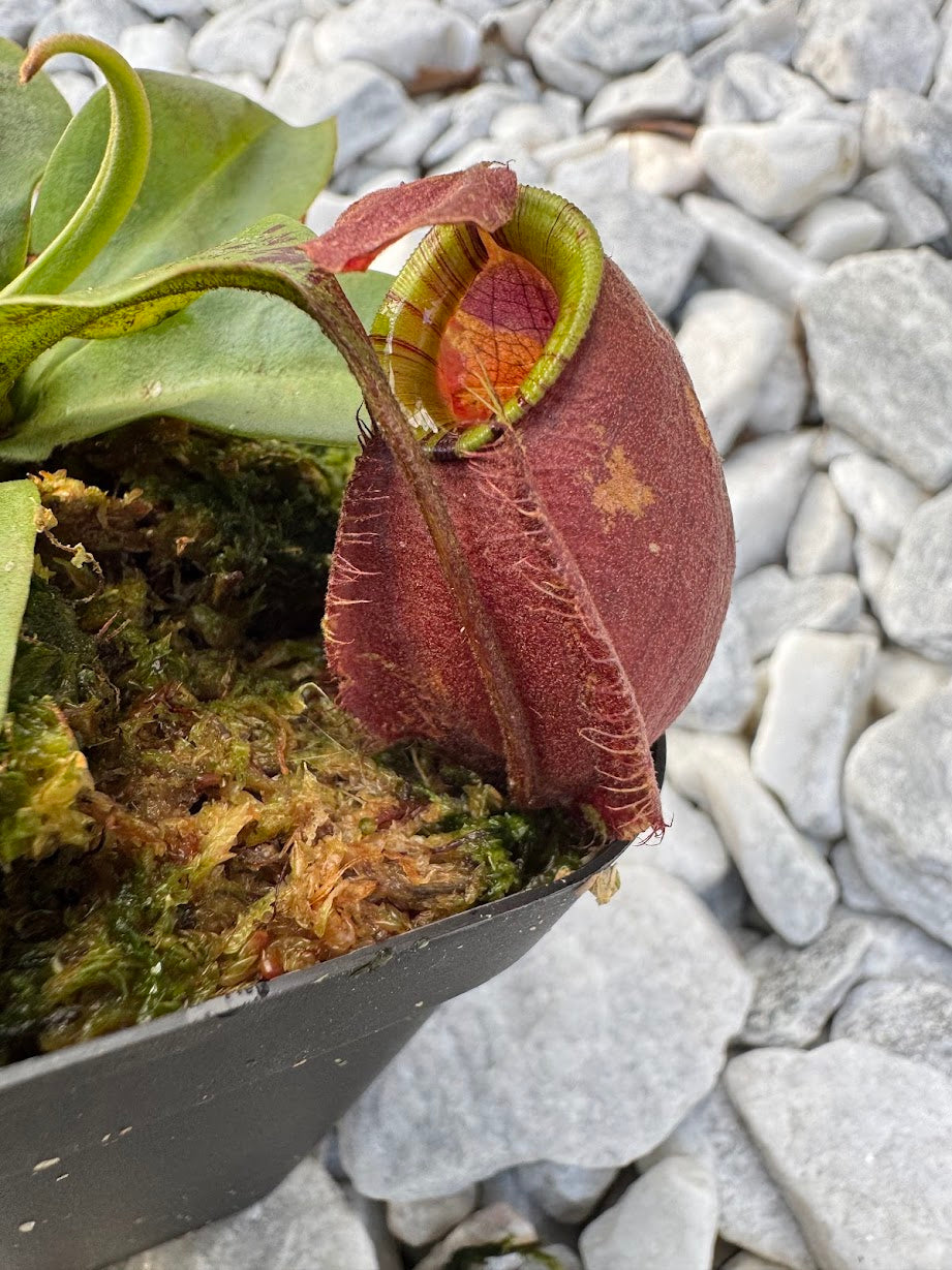 Nepenthes mirabilis var. globosa x Ampullaria 'Black Miracle'