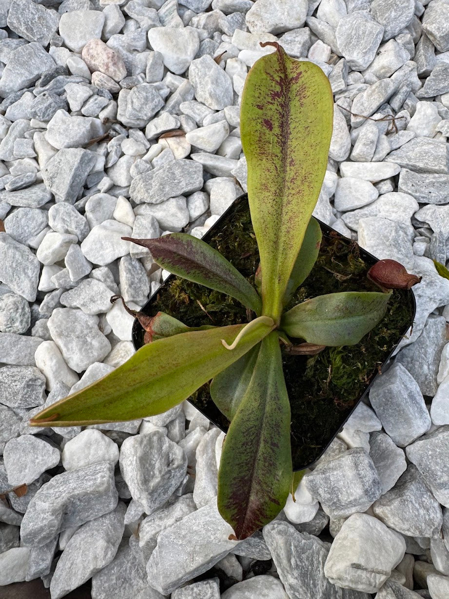 Nepenthes mirabilis var. globosa x Ampullaria 'Black Miracle'