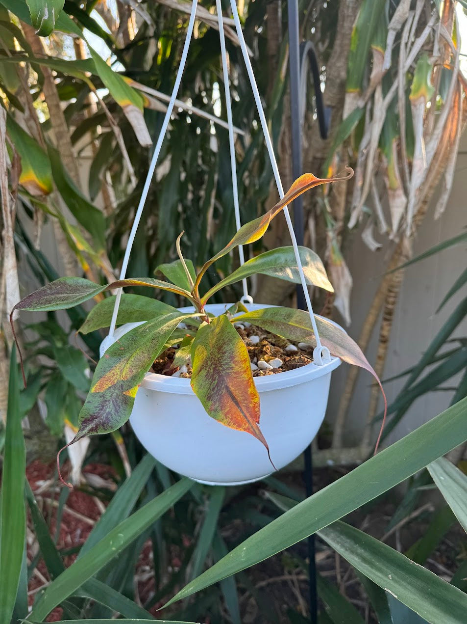 Nepenthes mirabilis var. globosa x Ampullaria 'Black Miracle'