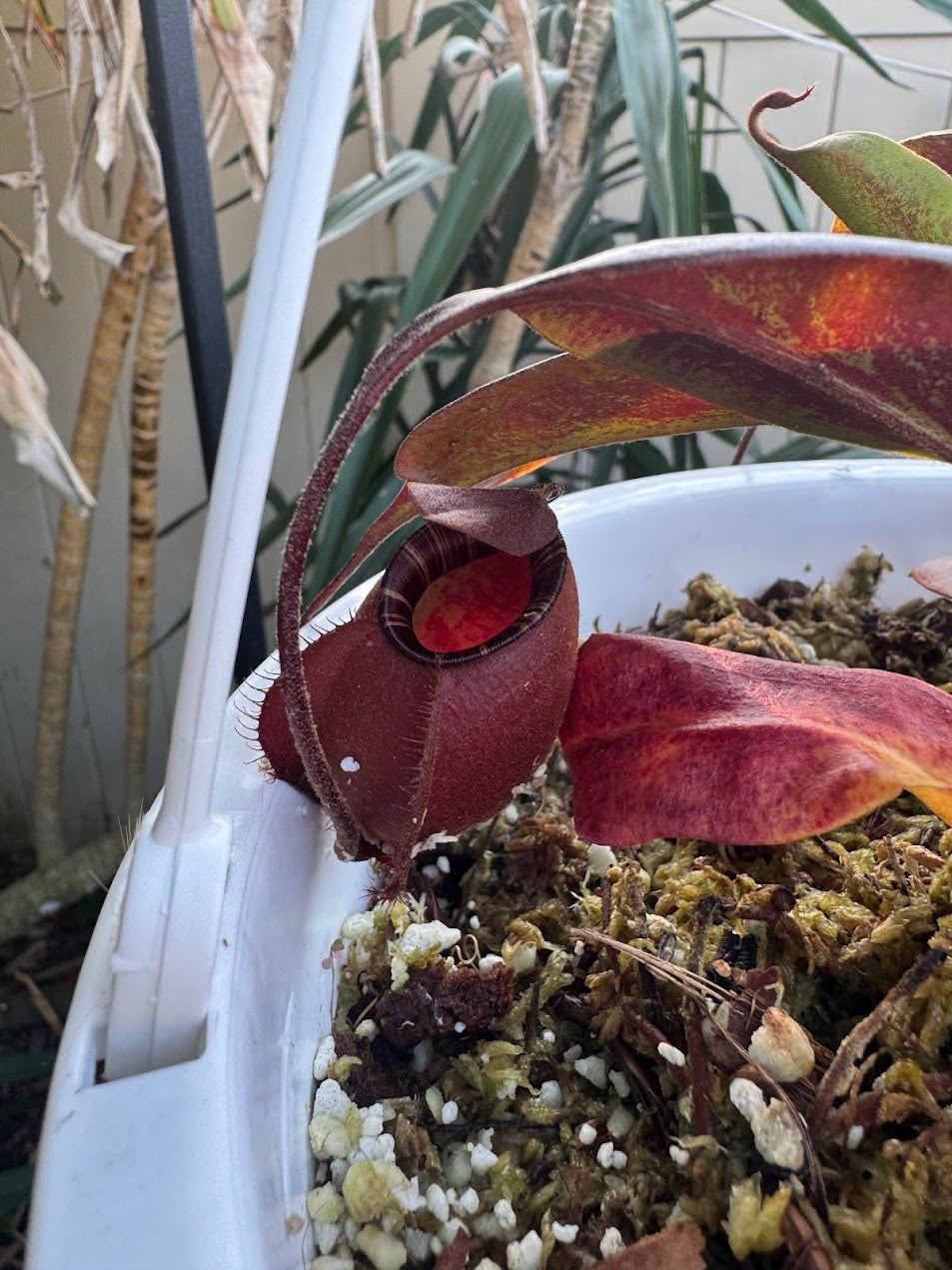 Nepenthes mirabilis var. globosa x Ampullaria 'Black Miracle'