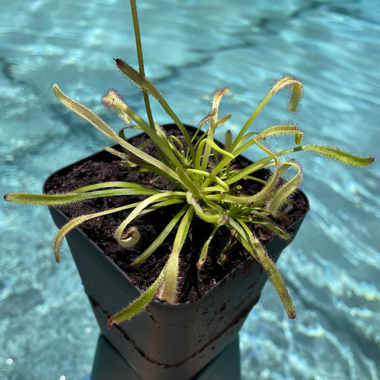 Cape Sundew - "Red form" (Drosera Capensis) in a 3.5" pot