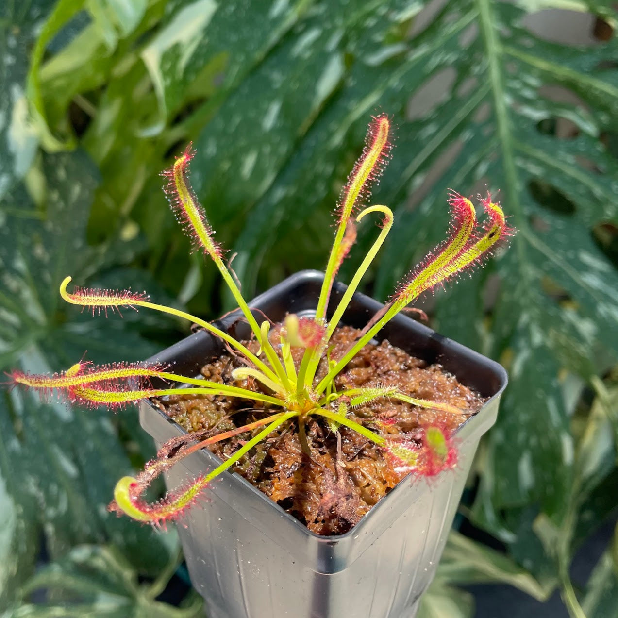 sundew pot plant Cape Sundew (Drosera Capensis) in a 2.5" pot
