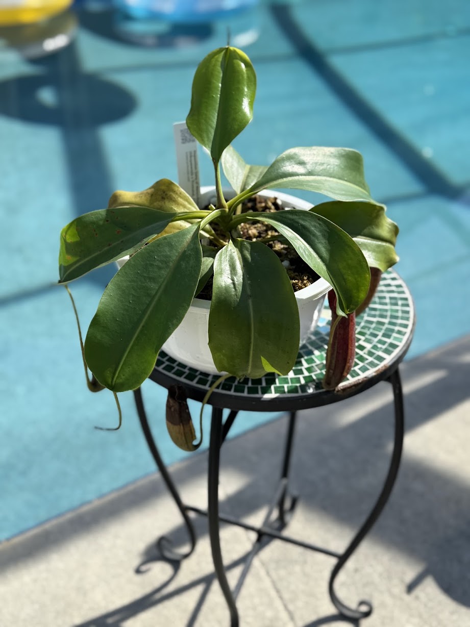 Nepenthes Song of Melancholy x (Sibuyanensis x Truncata), CAR-0047