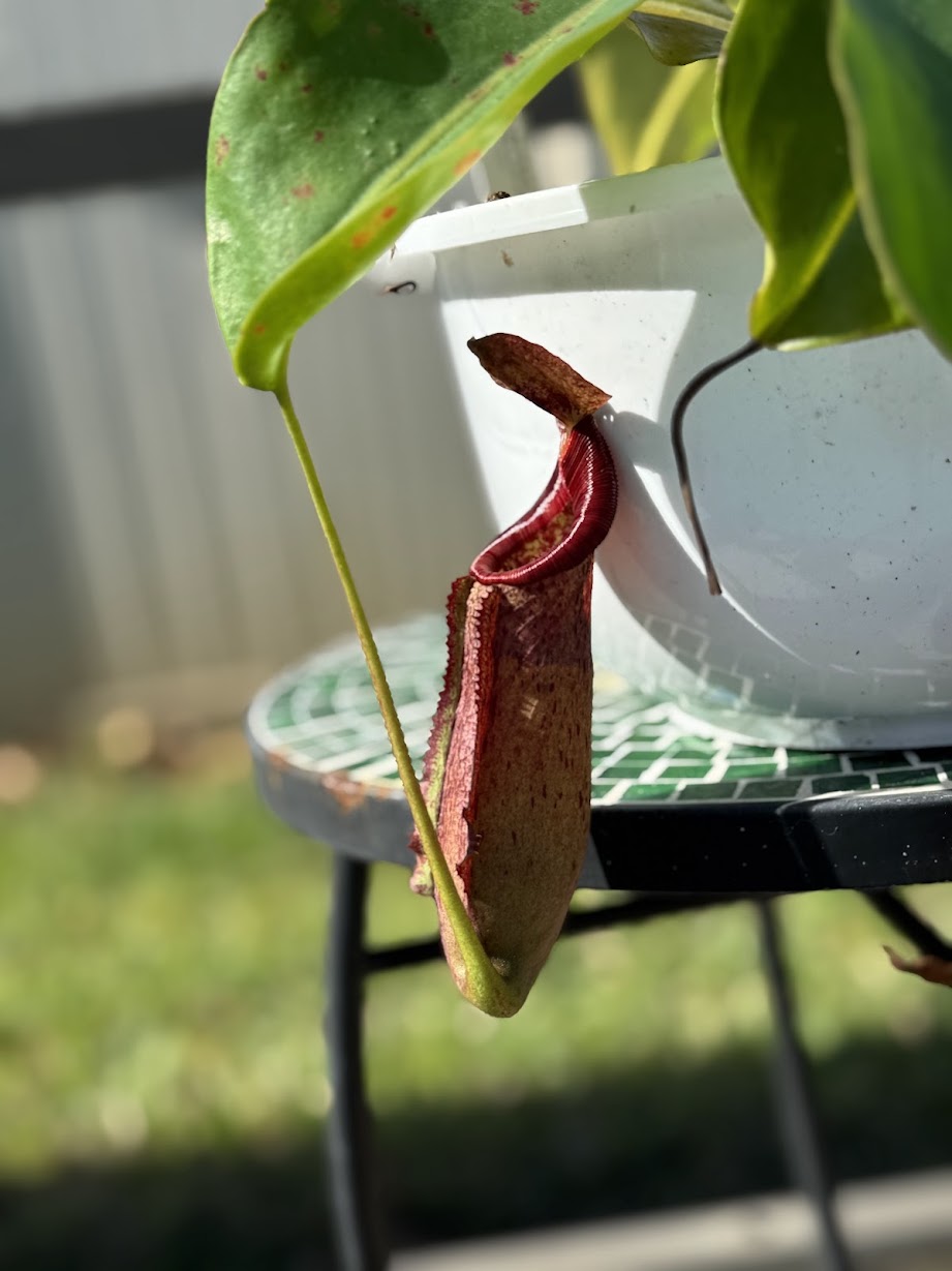 Nepenthes Song of Melancholy x (Sibuyanensis x Truncata), CAR-0047