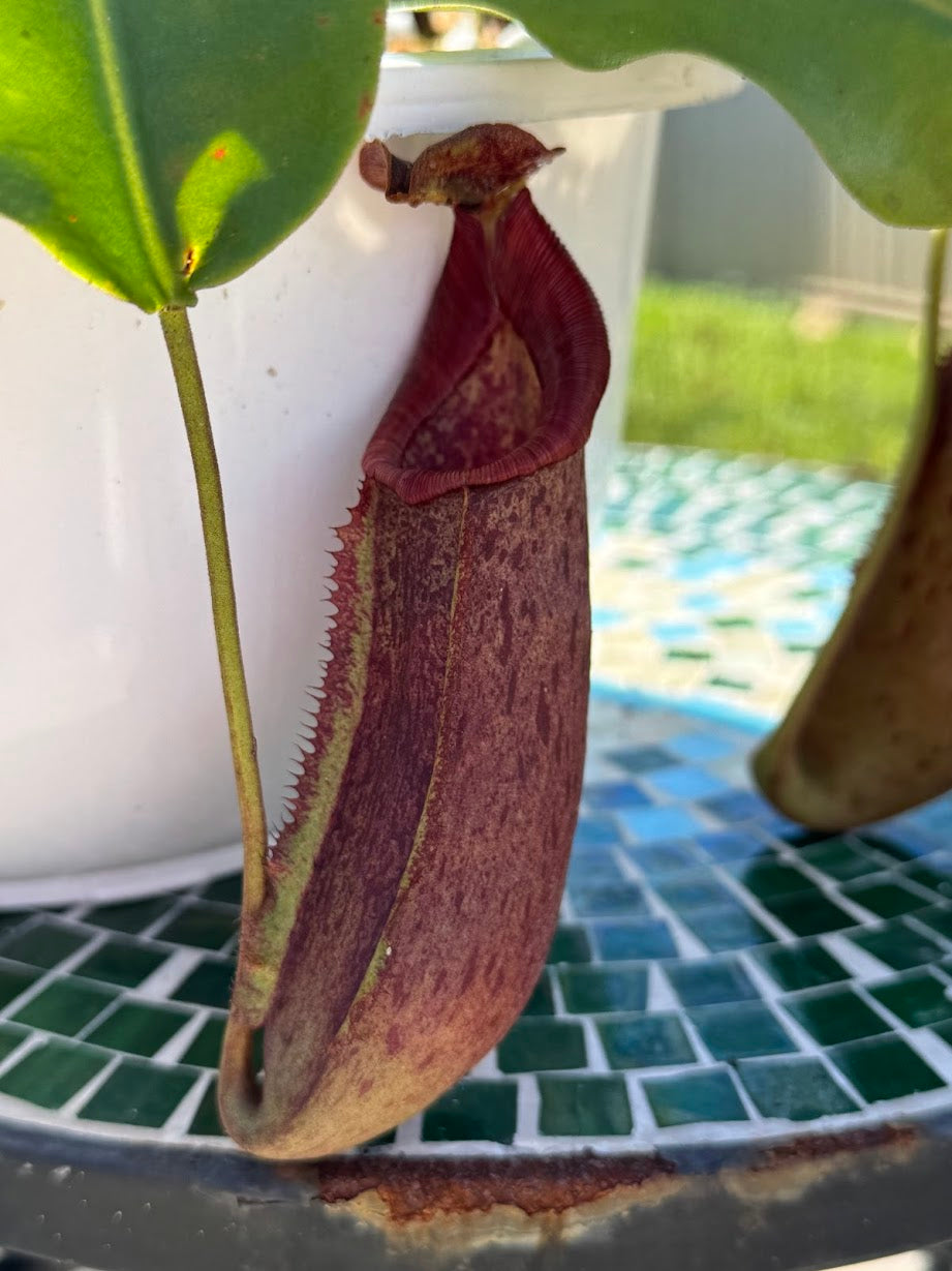 Nepenthes Song of Melancholy x (Sibuyanensis x Truncata), CAR-0047