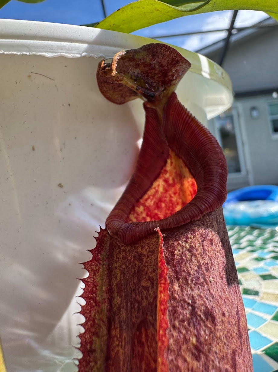 Nepenthes Song of Melancholy x (Sibuyanensis x Truncata), CAR-0047