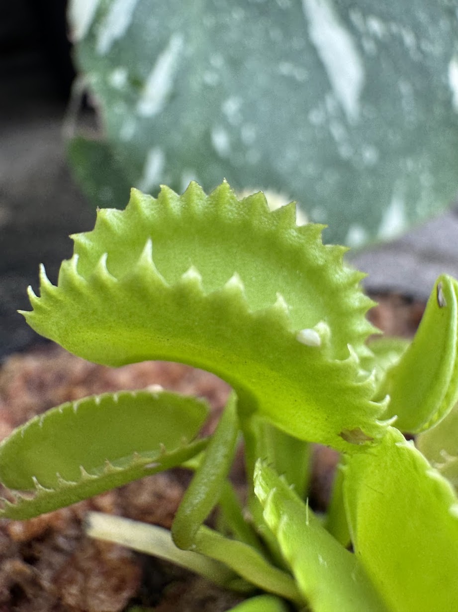 succulent venus flytrap Venus Flytrap (Dionaea Muscipula) Dente in a 3.5" pot – Mike's Carnivores