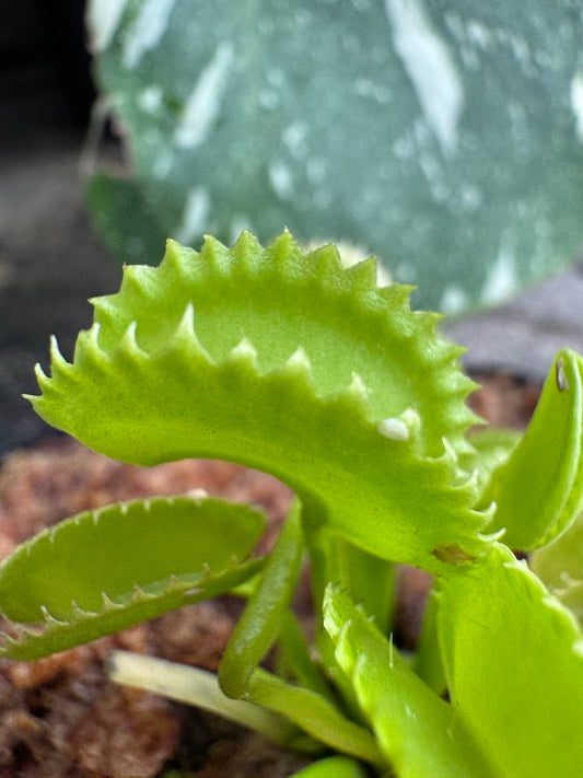 Venus Flytrap (Dionaea Muscipula) Dente in a 3.5" pot