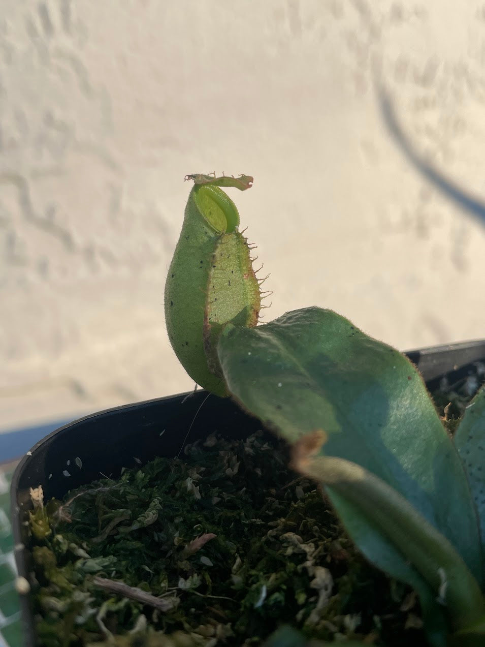 Nepenthes 'Diana' in a 3.5" pot