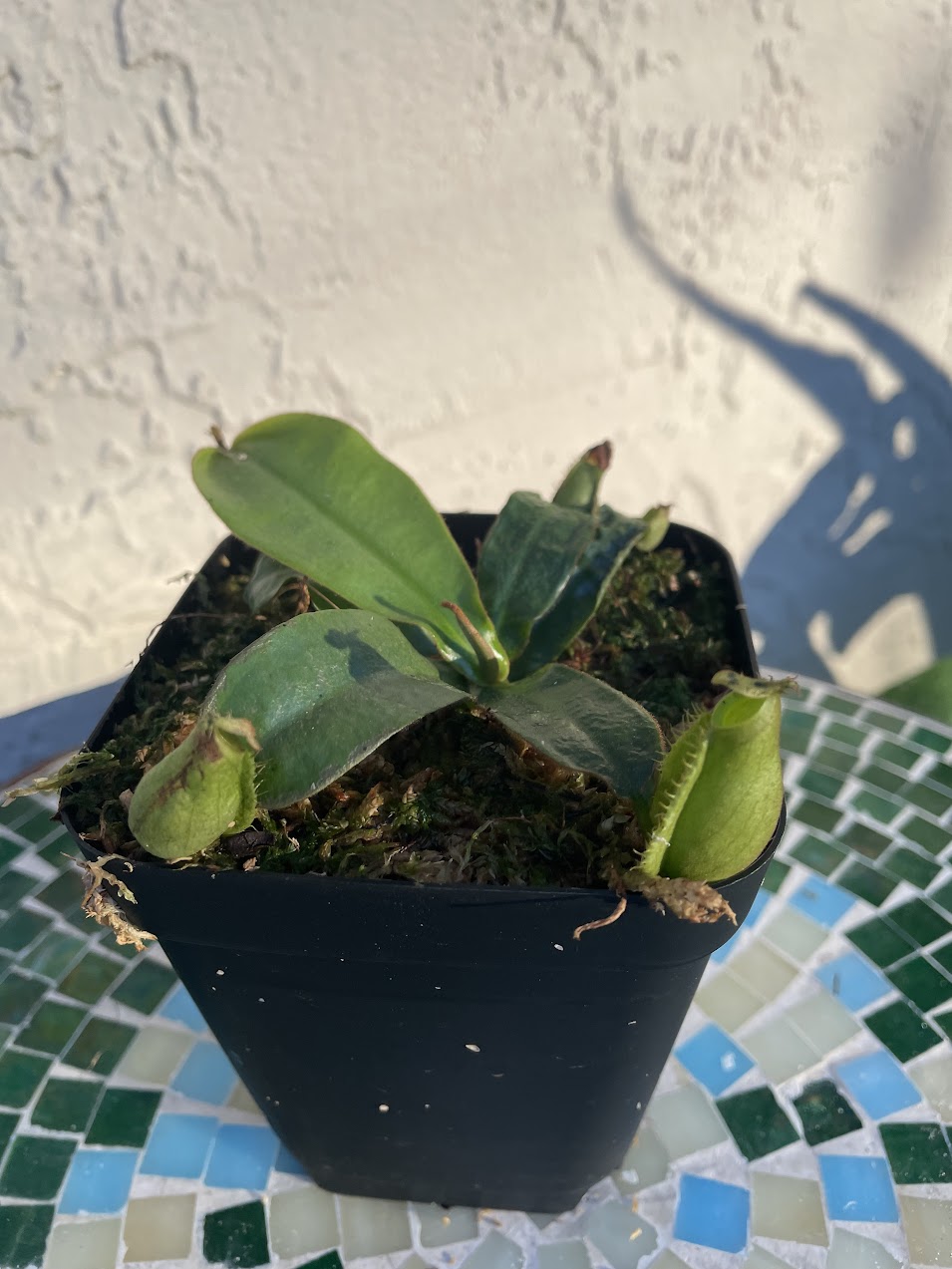 Nepenthes 'Diana' in a 3.5" pot