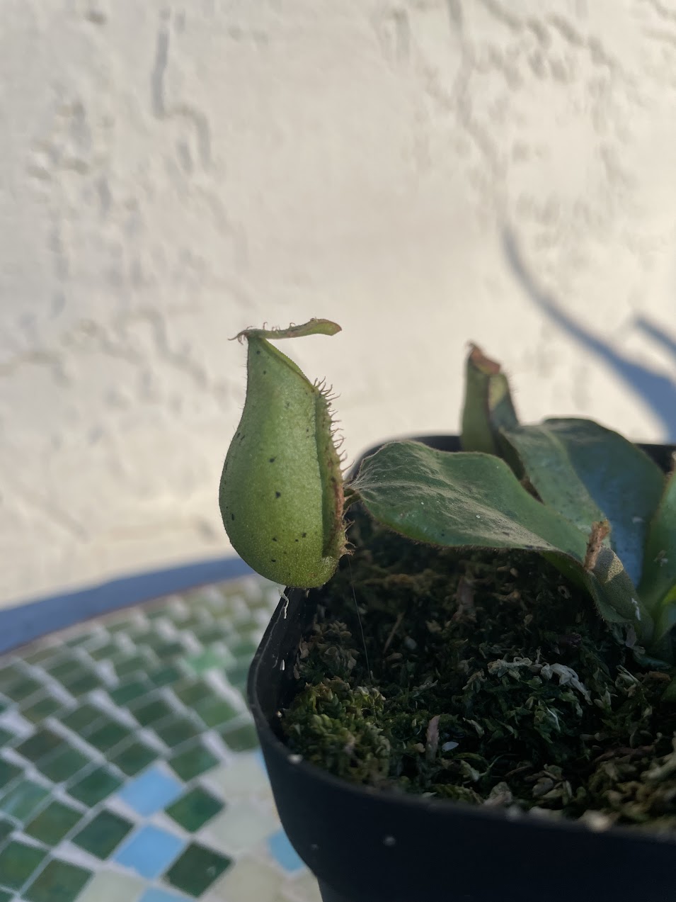 Nepenthes 'Diana' in a 3.5" pot