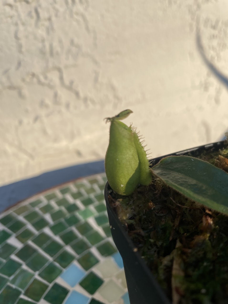 Nepenthes 'Diana' in a 3.5" pot