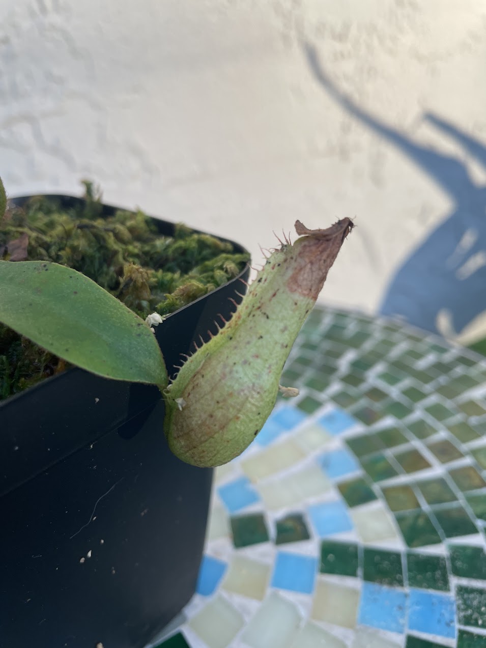 Nepenthes Dyeriana in a 3.5" pot