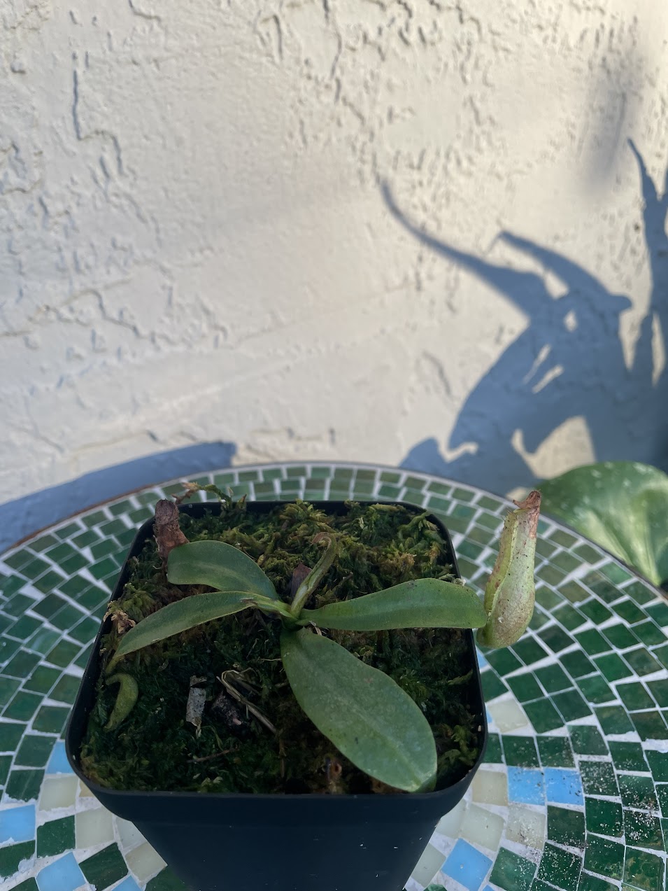 Nepenthes Dyeriana in a 3.5" pot
