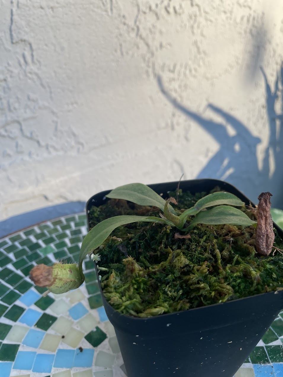 Nepenthes Dyeriana in a 3.5" pot