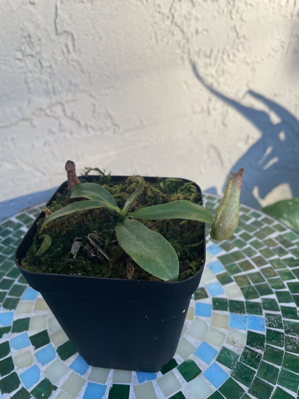 Nepenthes Dyeriana in a 3.5" pot