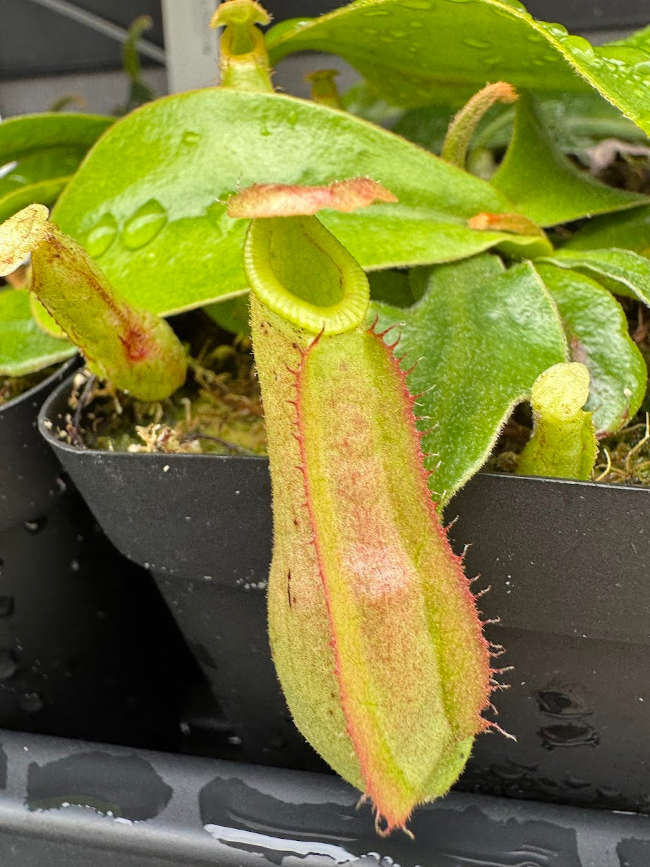 Nepenthes Dyeriana in a 3.5" pot